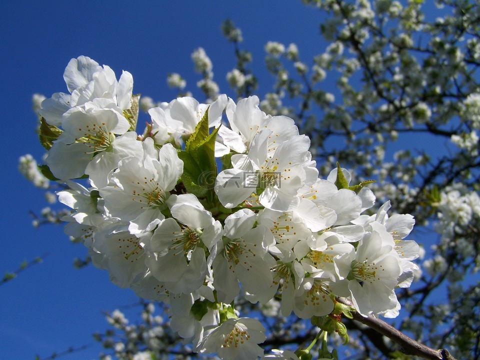 樱花树,白花,水果树