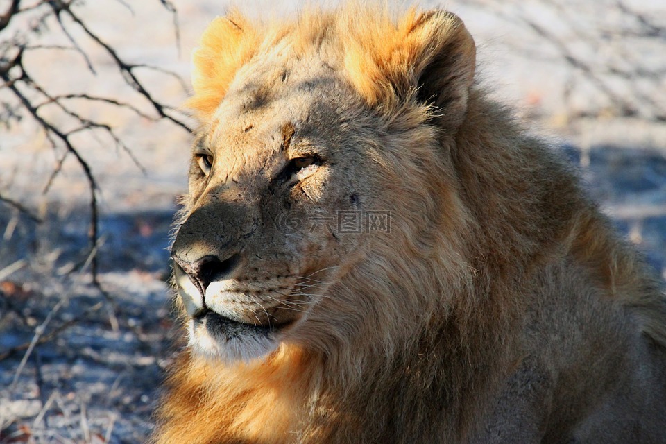 狮子,etosha,纳米比亚