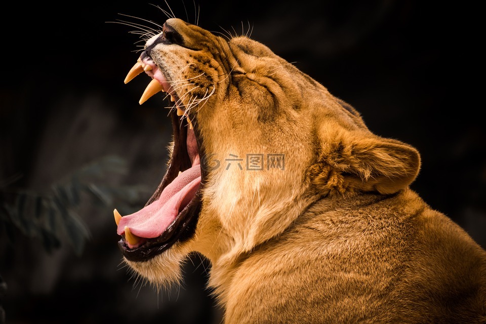 狮子,动物世界,打哈欠
