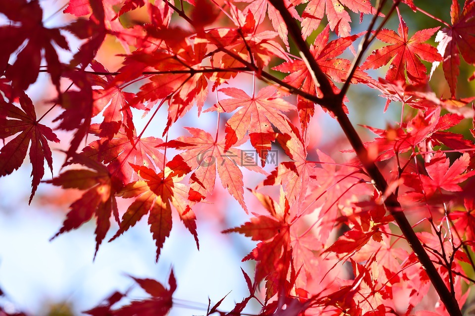 日本,景观,自然