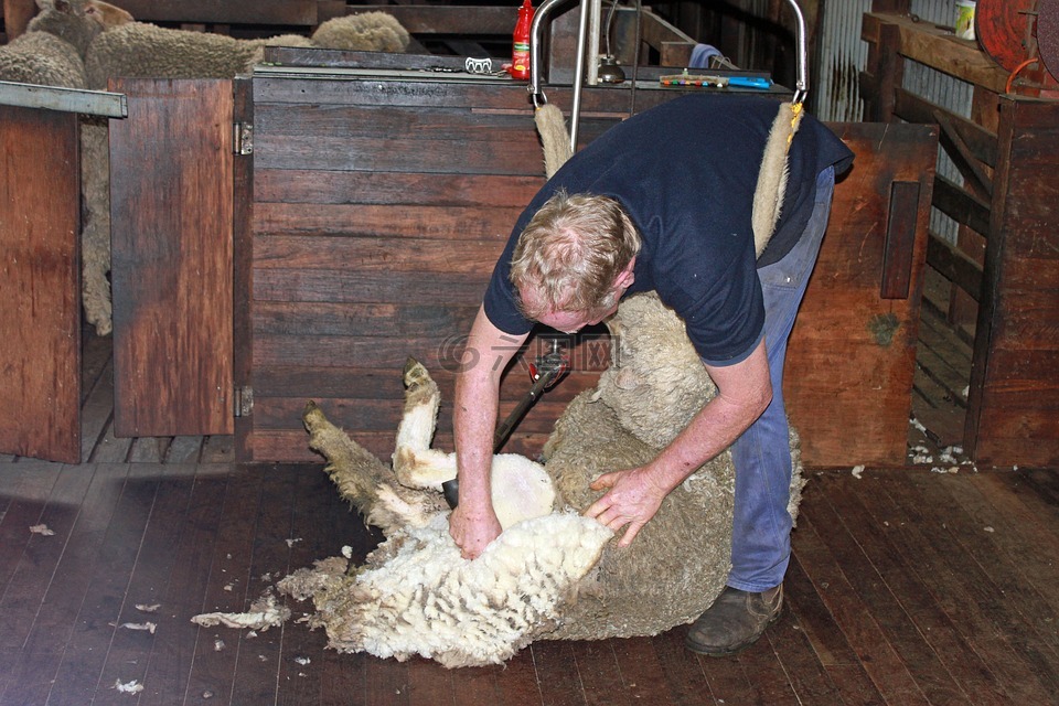 剪羊毛,羊,羊毛