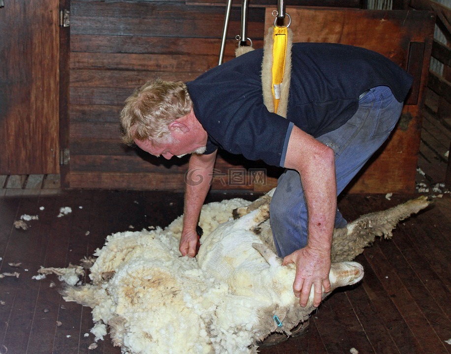 剪羊毛,羊,羊毛