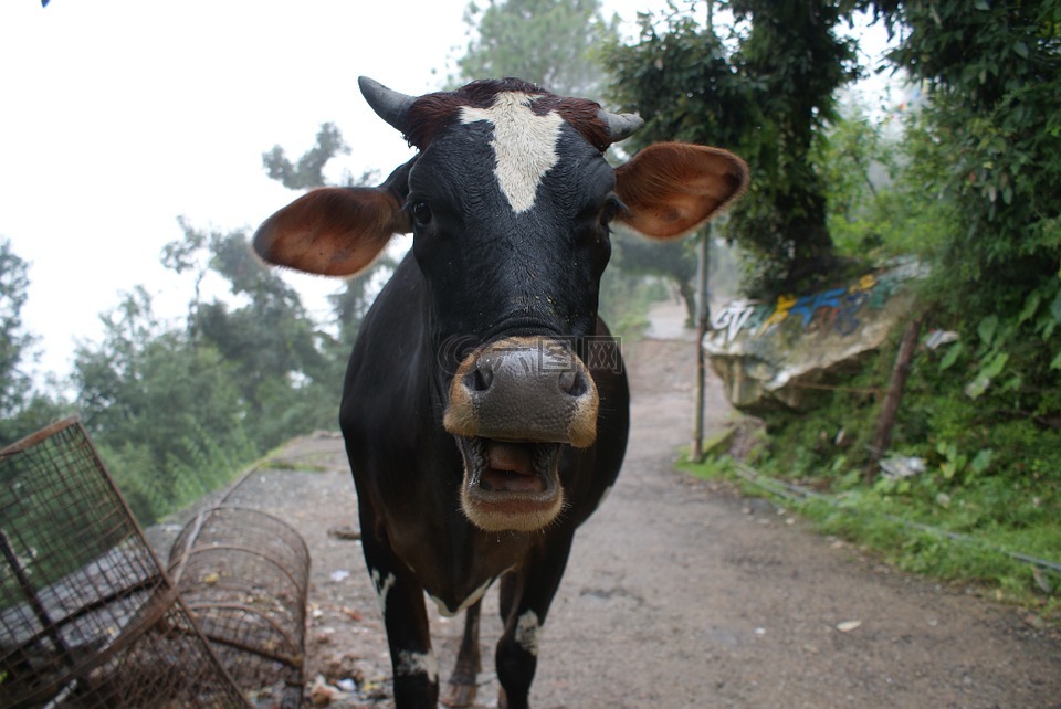 牛,牲畜,乳制品