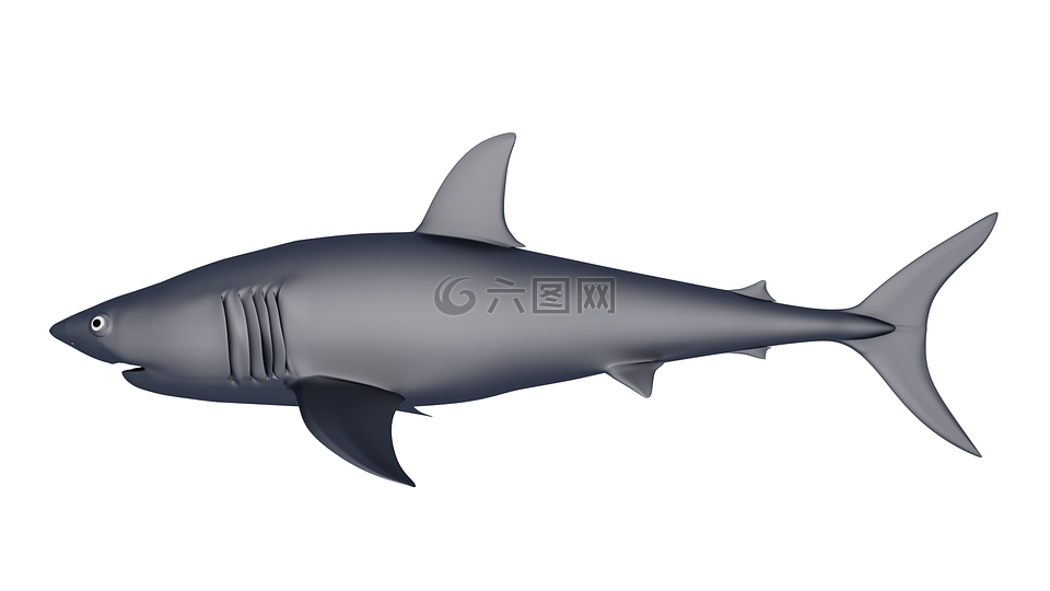 鲨鱼,3d 模型,生物学