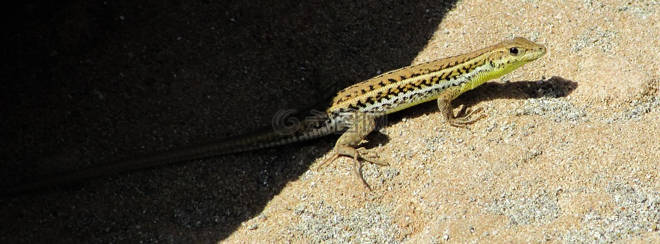 acanthodactylus schreiberi,蜥蜴,爬行动物