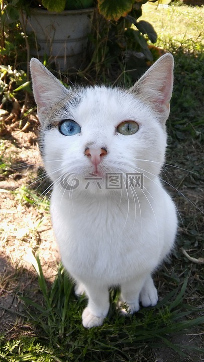 猫,动物,不同的眼睛的颜色