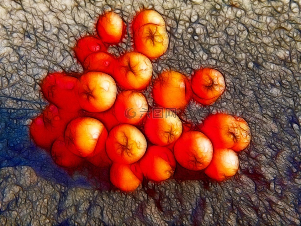 罗恩浆果,图稿,红色