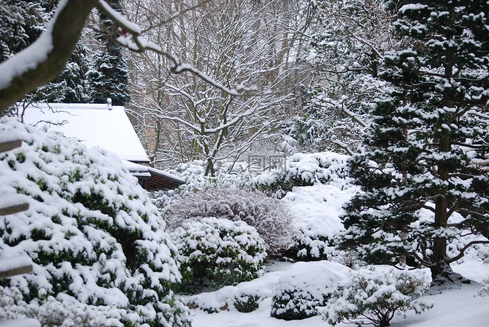 冬天,花园,雪