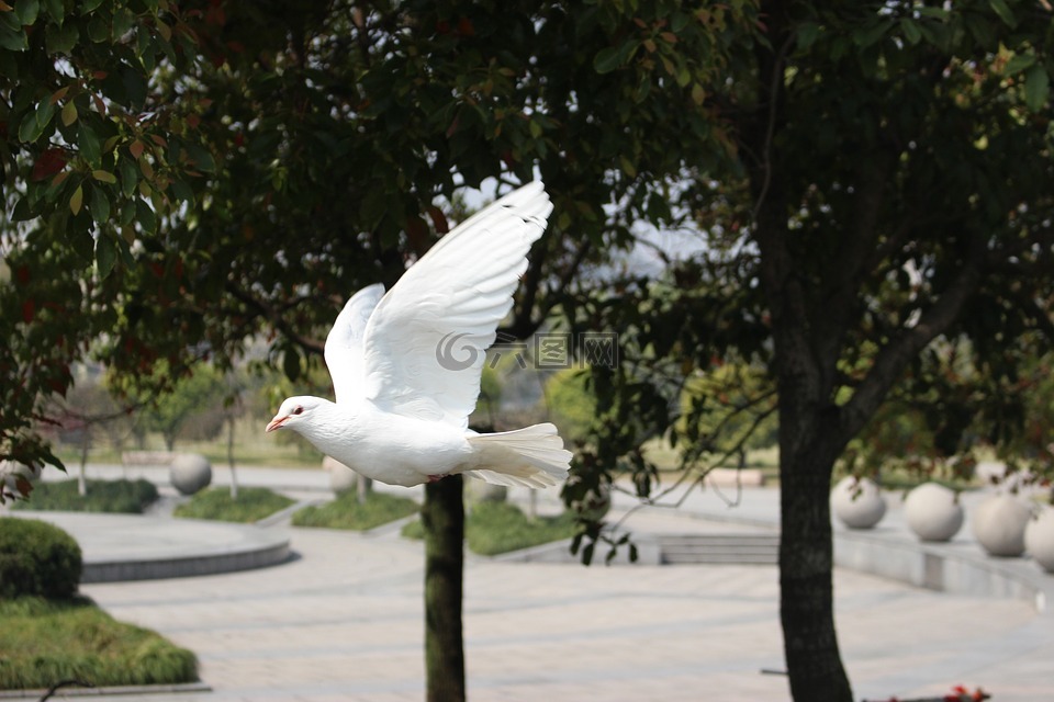 鸽子,秋天,杭州