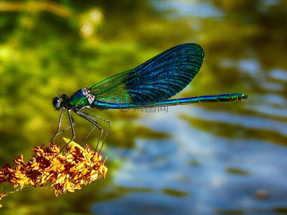 蜻蜓,蓝色,绿色