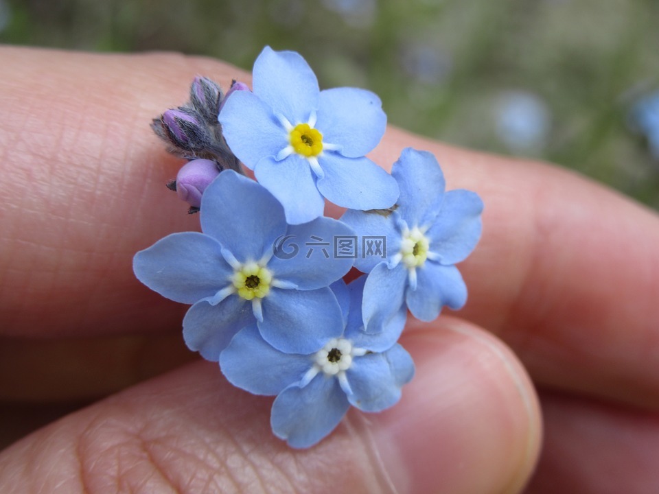 勿忘我,鲜花,蓝色