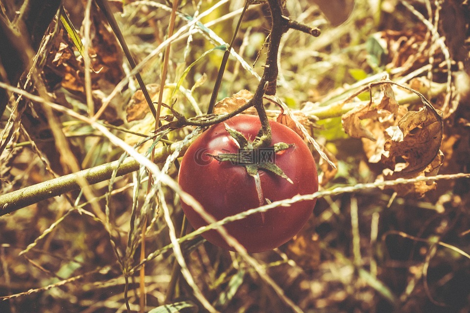 番茄,红色,植被