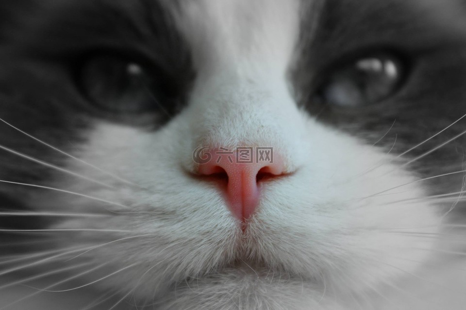 猫脸,粉红的鼻子,谱系