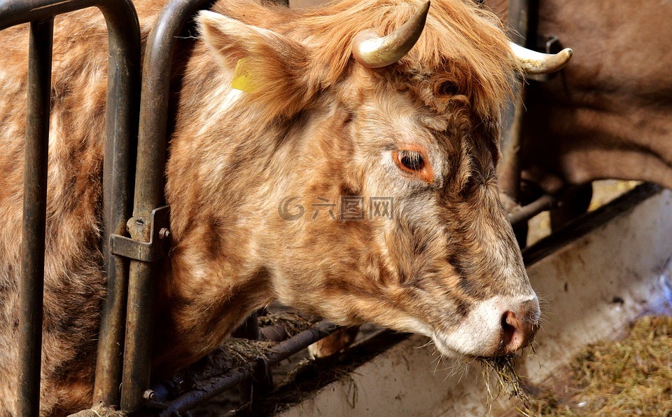 牛,失速,谷仓里的动物