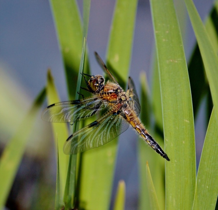 蜻蜓,在池塘,fluegeltier
