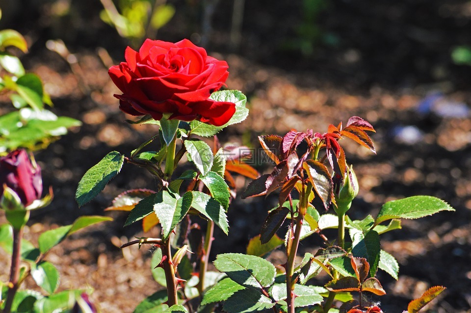 红玫瑰,芝加哥植物园,鲜花