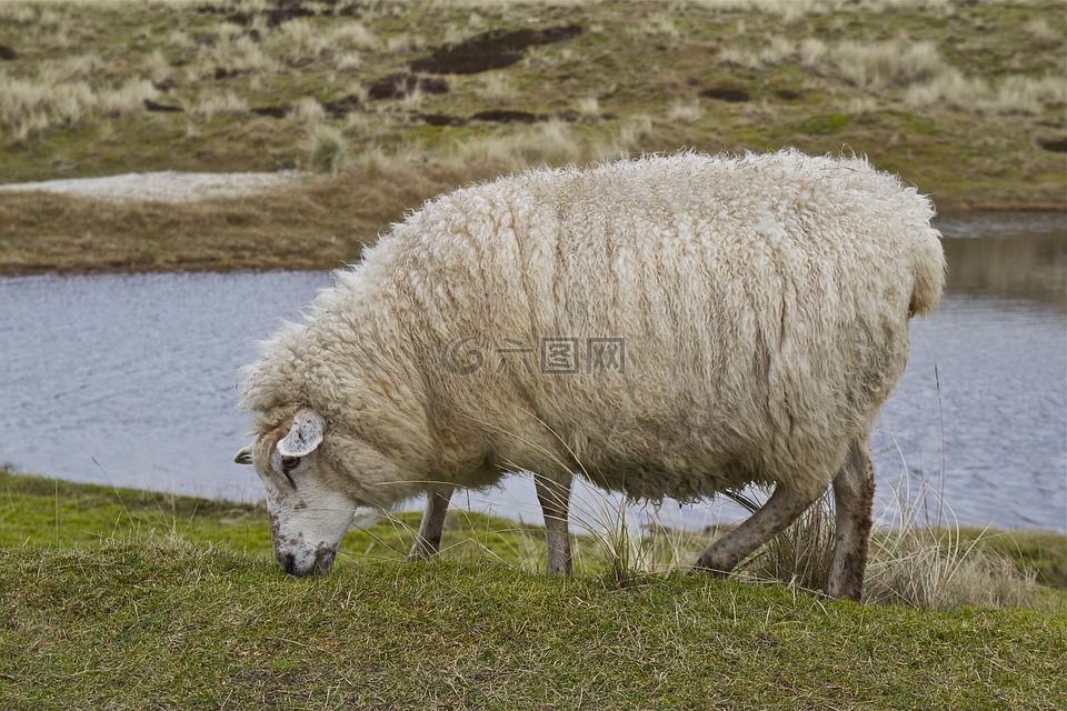 叙尔特岛,岛,羊