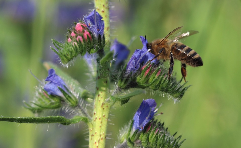 蜜蜂,花,微距摄影