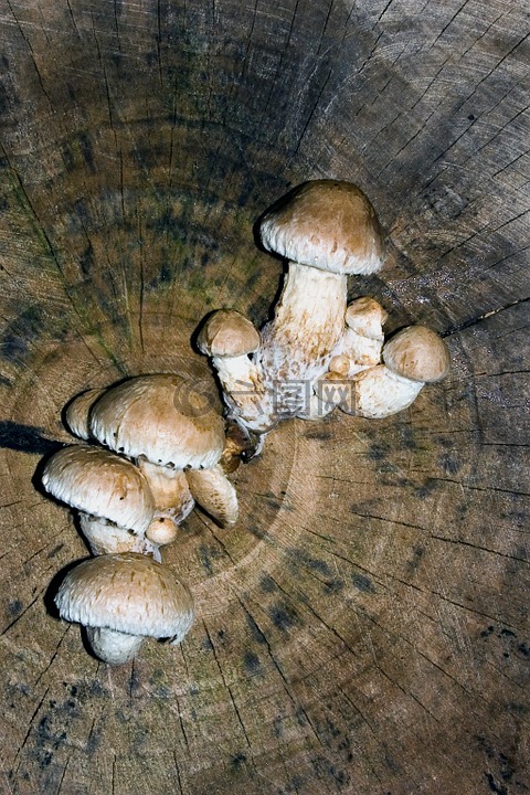 蘑菇,树,树菌