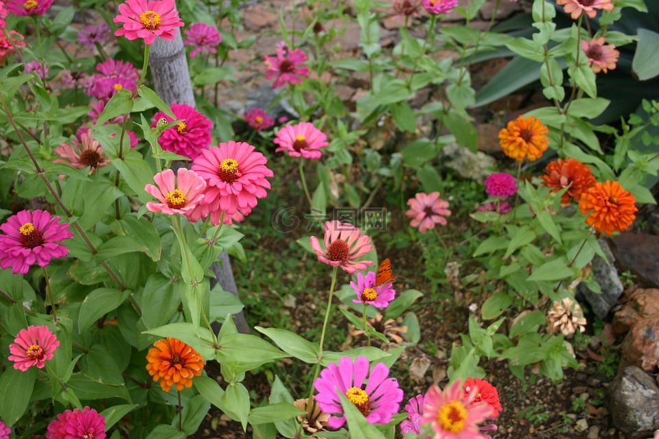 任豆,鲜花,花的