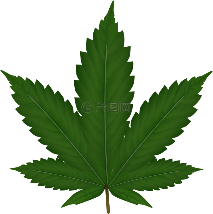 大麻,叶,杂草