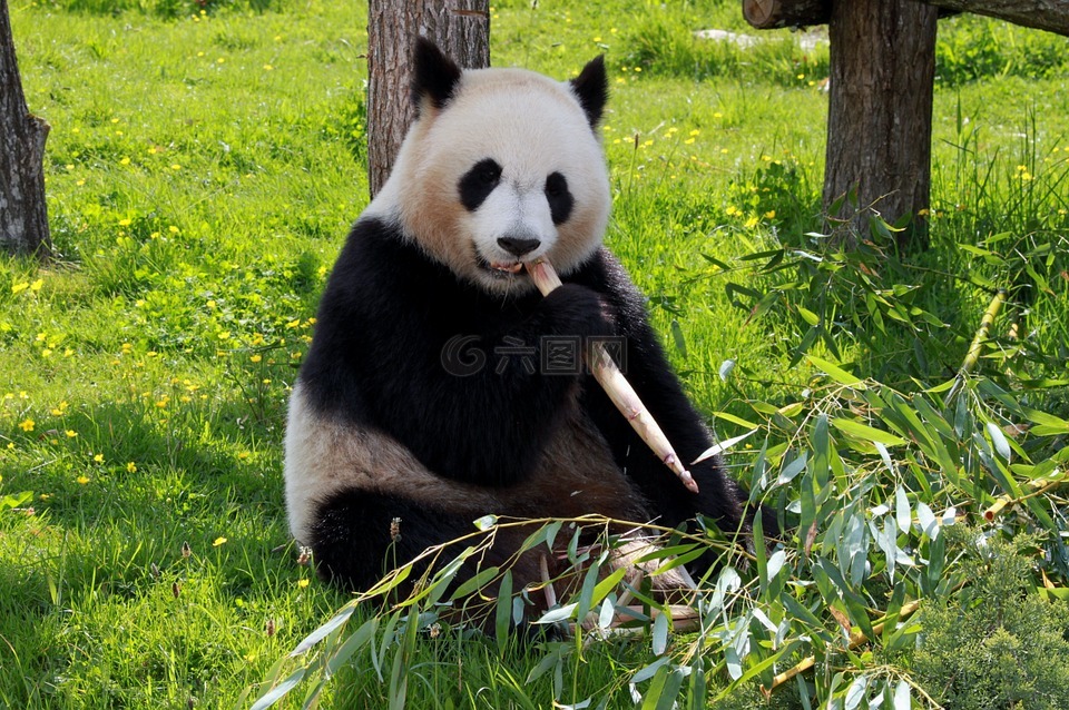 熊猫,beauvalle,动物区系
