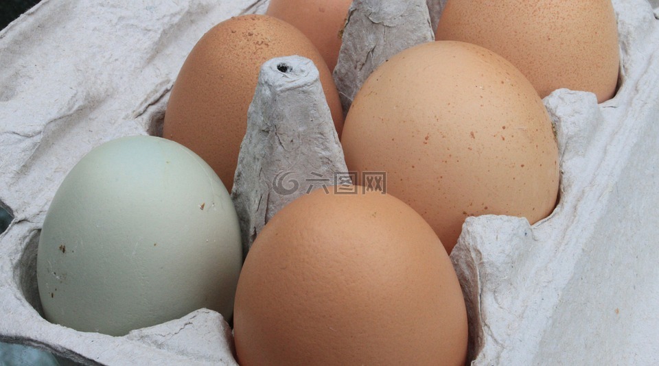鸡蛋,新鲜,农场