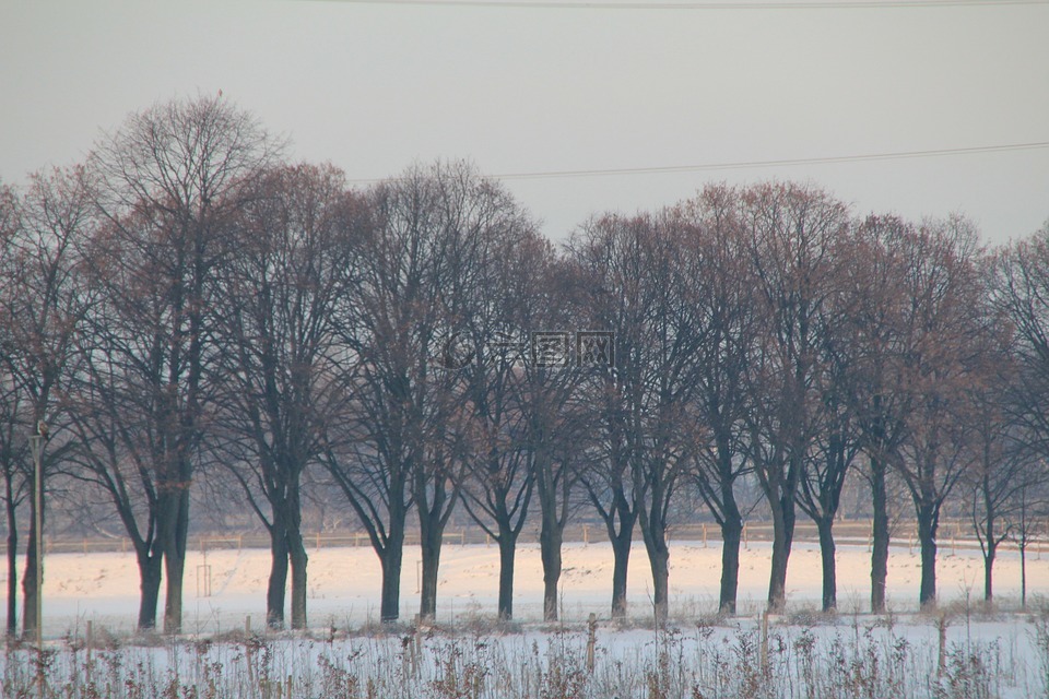 树木,冬天,雪景