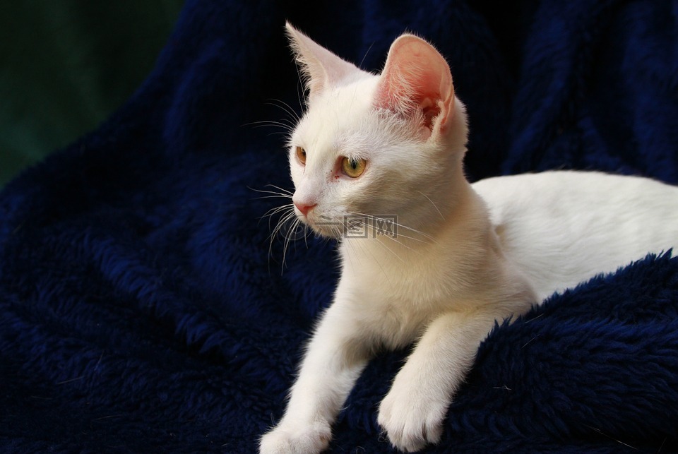 白色的小猫,蓝色毯子,猫的
