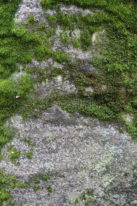 苔藓 绿苔 绿色高清图库素材免费下载 图片编号 六图网