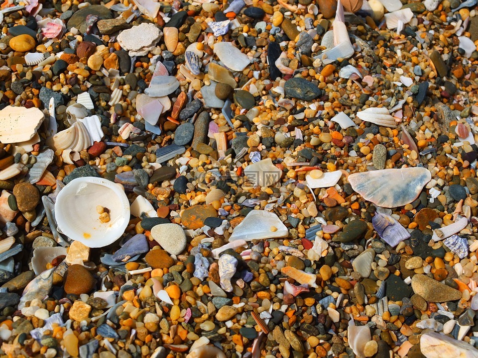 貝殼,沙灘,石頭