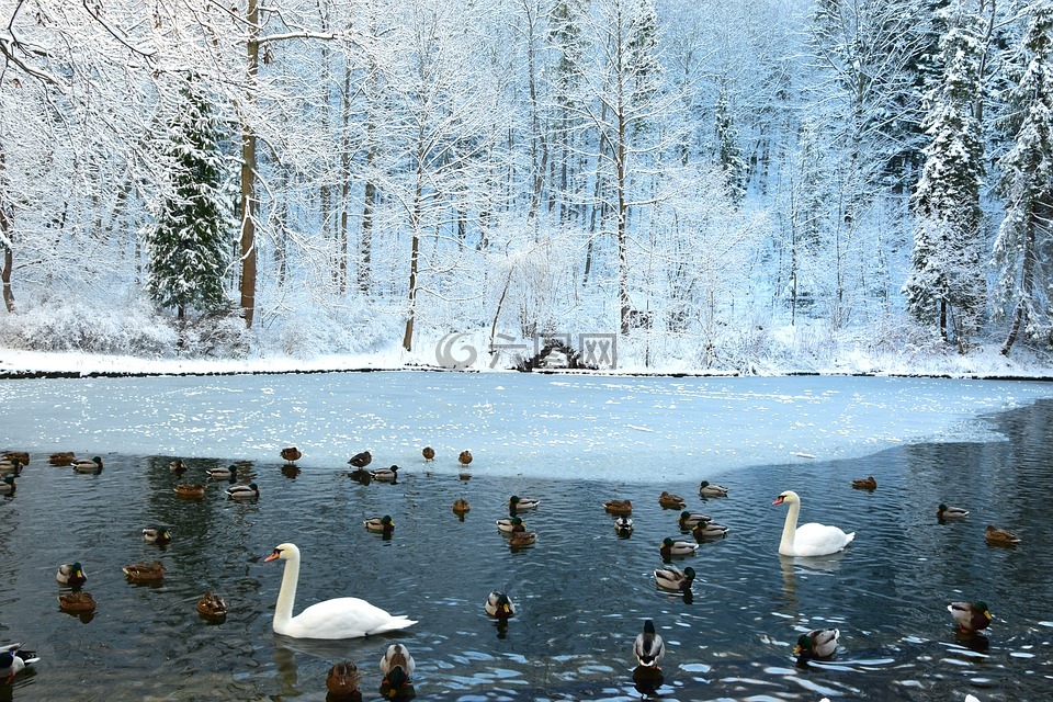 天鹅,冰冻的池塘,源泉山在冬季