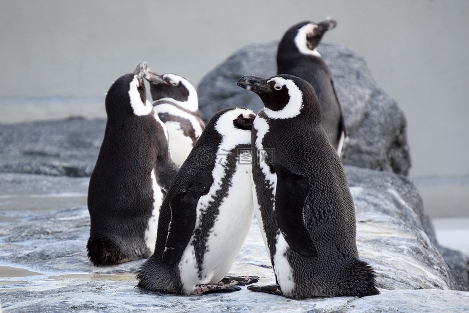 企鹅,一起,近