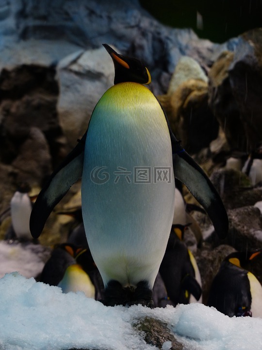 国王企鹅,企鹅,aptenodytes patagonicus