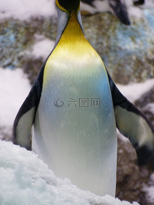 国王企鹅,企鹅,aptenodytes patagonicus