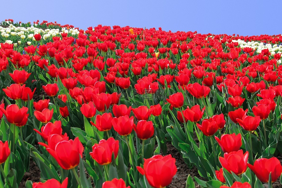 郁金香,郁金香海,鲜花