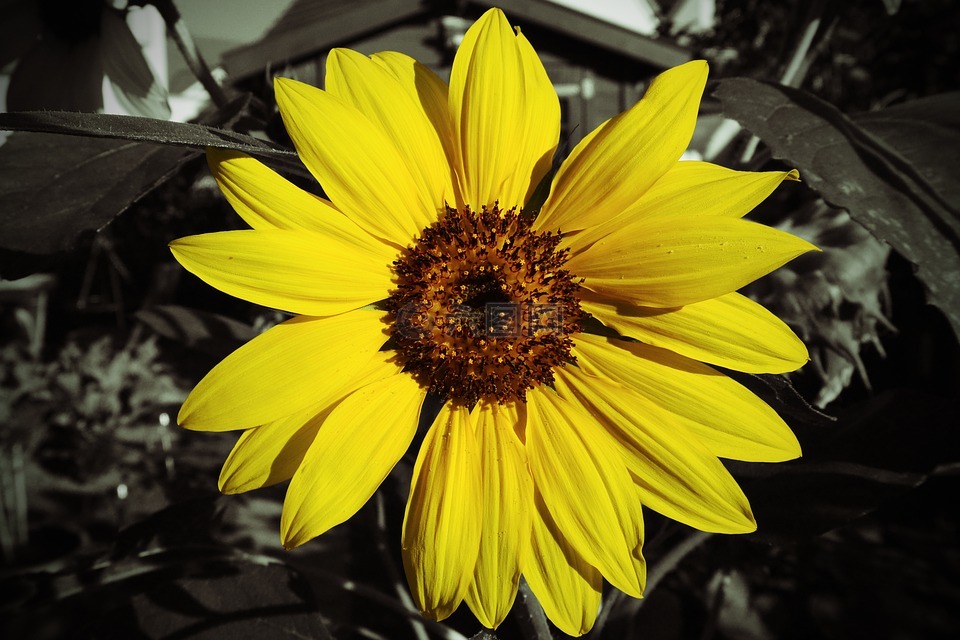 太阳花,色键,黄色