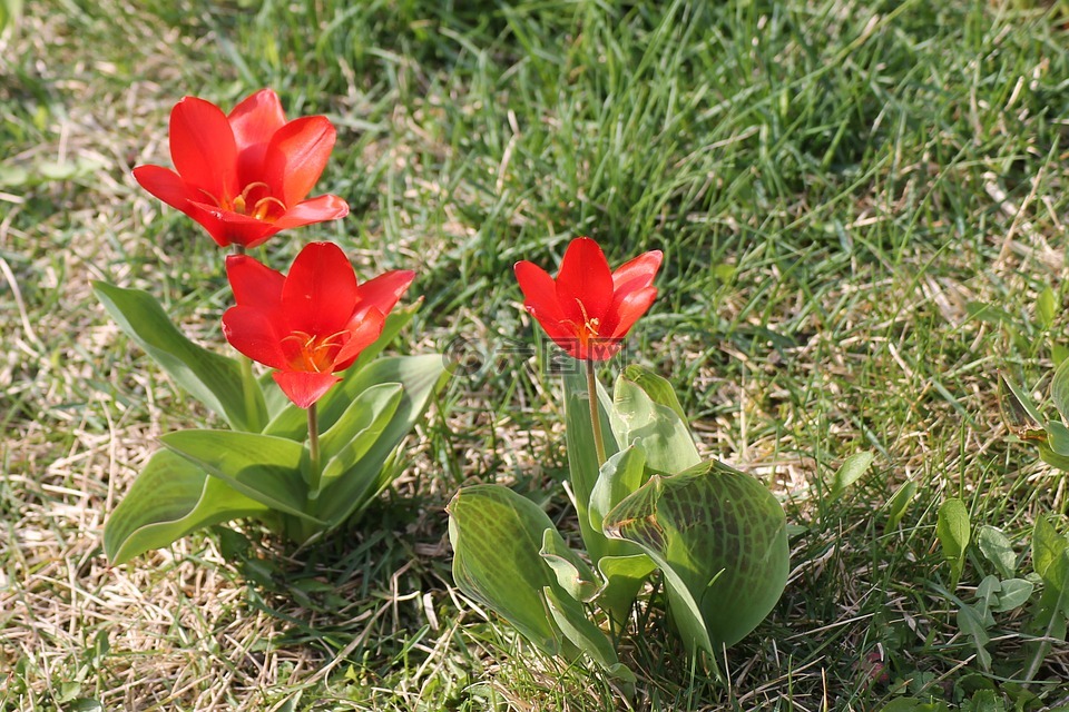 草地,鮮花,鬱金香