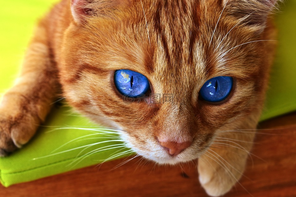 猫,眼睛,猫的眼睛