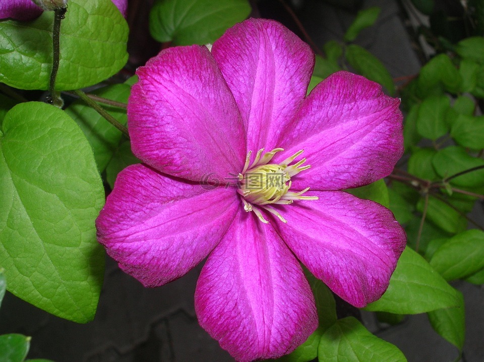 花,紫色,植物