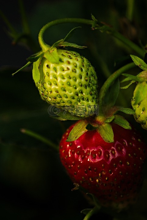 成熟,未成熟的,草莓