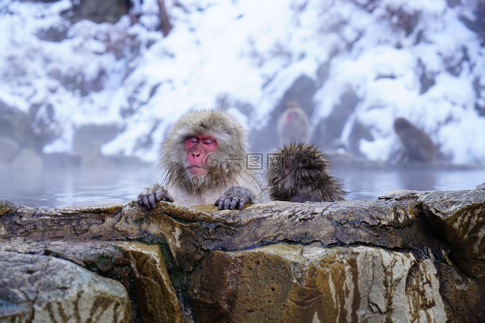 长野县,猴子,温泉