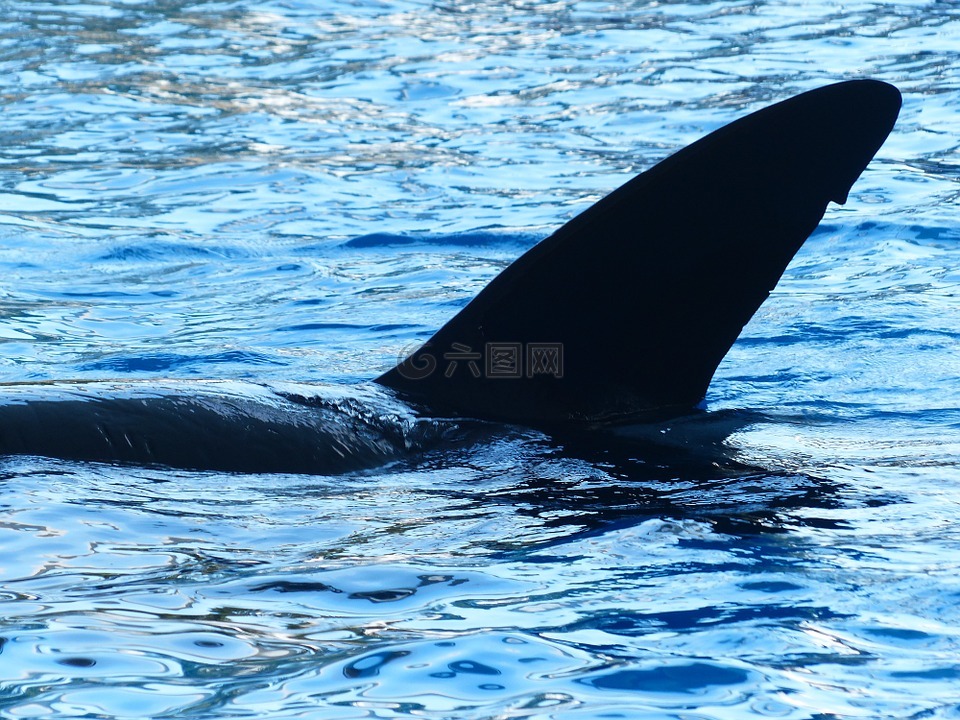 虎鲸,orcinus orca,orka