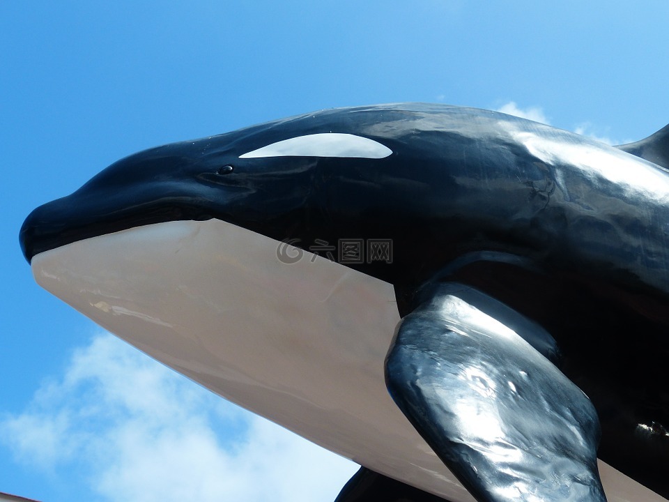 虎鲸,orcinus orca,orka