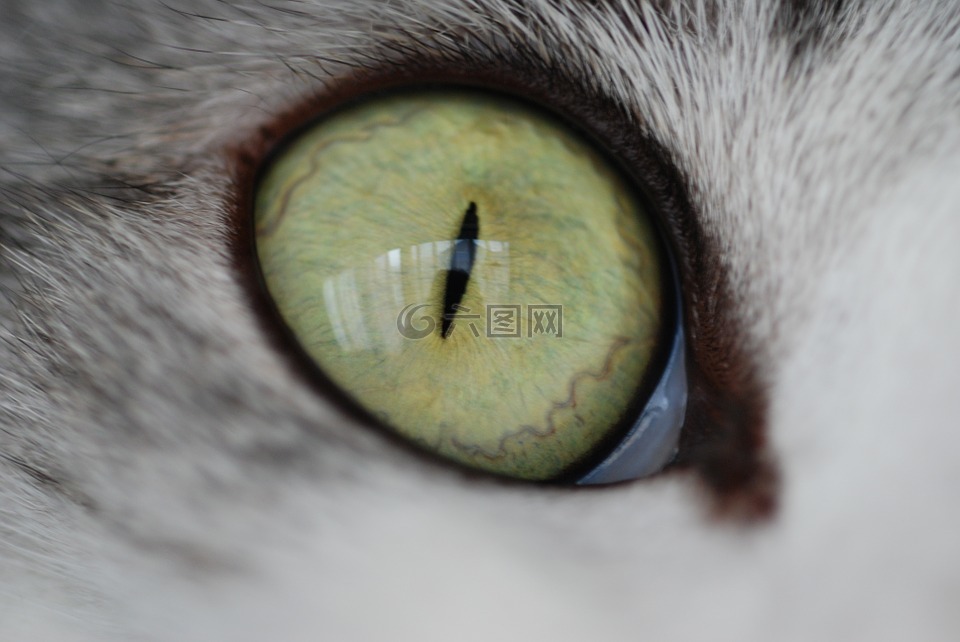 猫咪,猫的眼睛,可爱