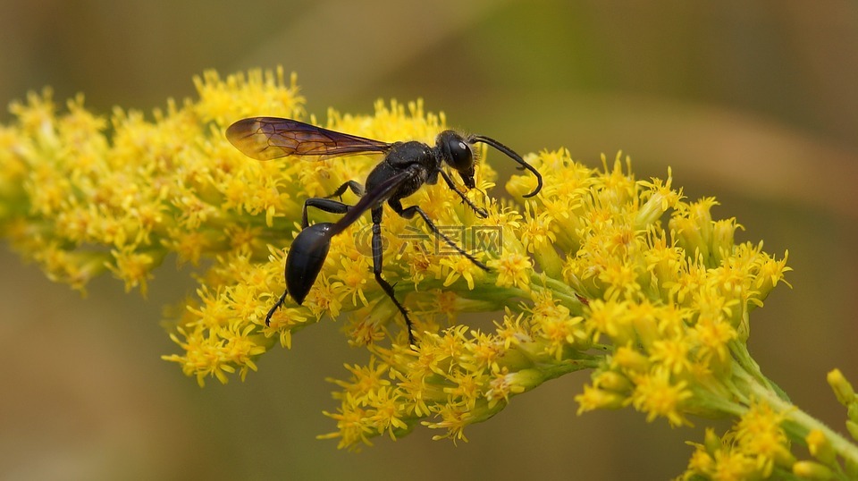 黑蜂,关于,花