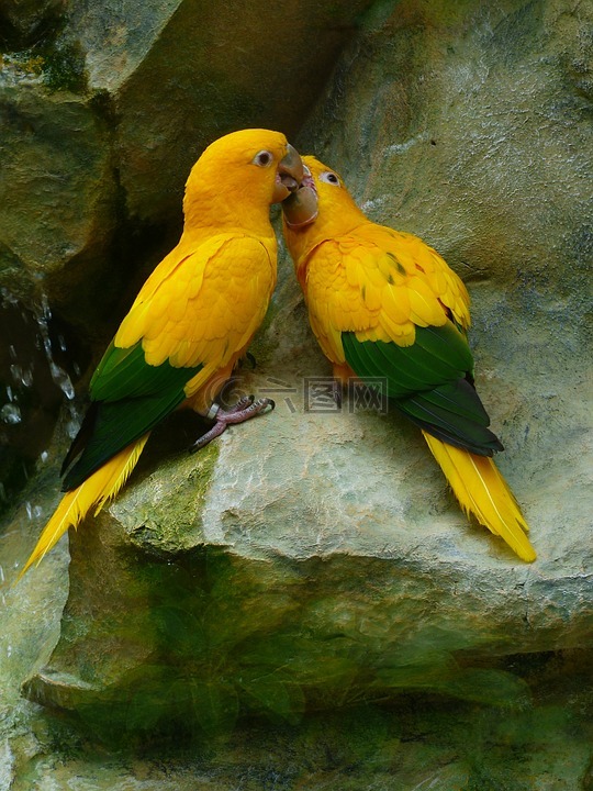 黄金的长尾小鹦鹉,鸟夫妇,夫妇