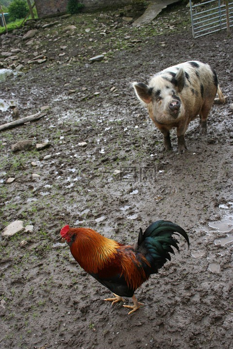 鸡,猪,农场