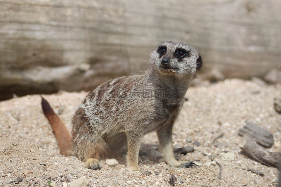 suricate,beauvalle,动物区系