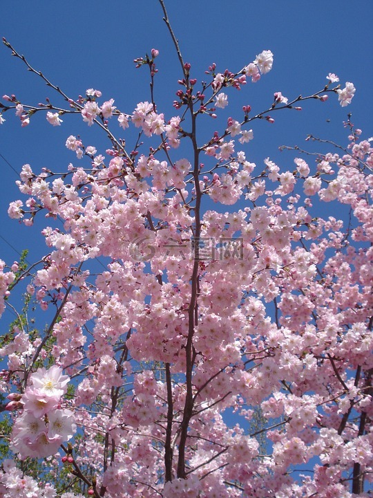 花,開花,櫻桃